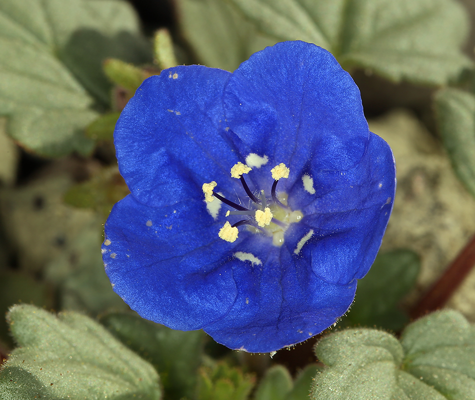 Image of Charlotte's phacelia