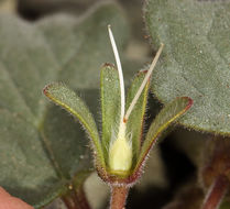 Image of Charlotte's phacelia