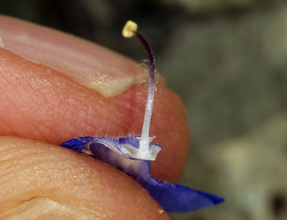 Image of Charlotte's phacelia