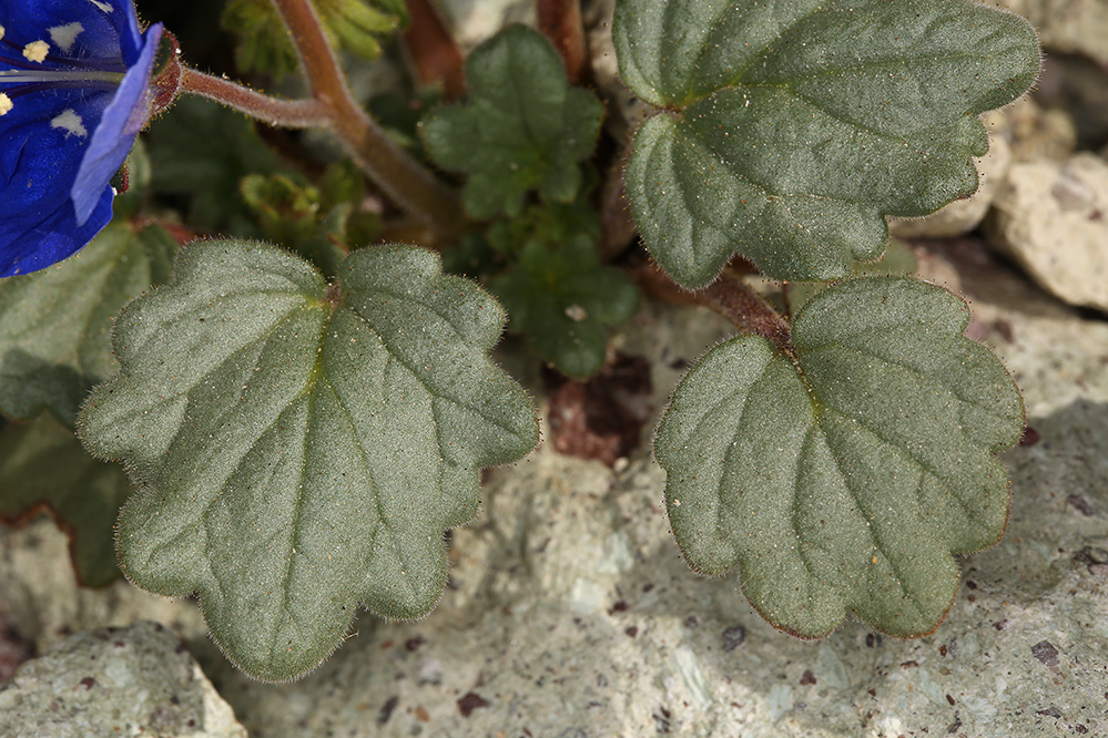 Image of Charlotte's phacelia