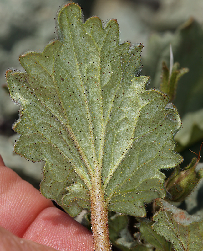 Image of Charlotte's phacelia