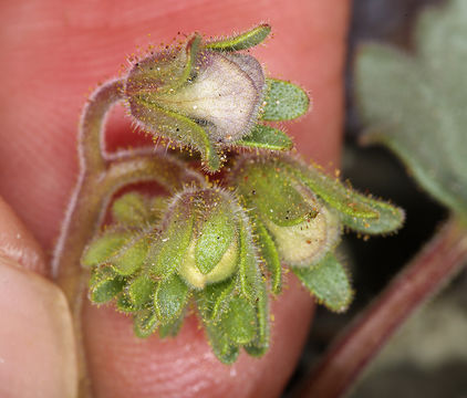 Image of Charlotte's phacelia