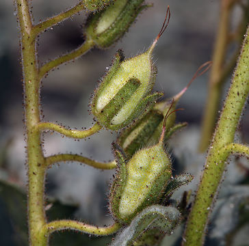 Image of Charlotte's phacelia