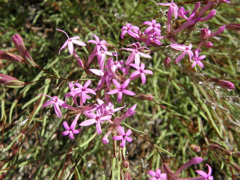 Image of Carphochaete pringlei (S. Wats.) Grashoff ex B. L. Turner