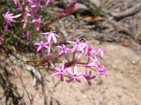 Image of Carphochaete pringlei (S. Wats.) Grashoff ex B. L. Turner