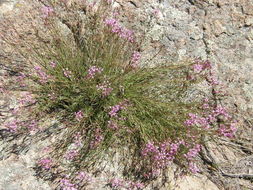 Image of Carphochaete pringlei (S. Wats.) Grashoff ex B. L. Turner