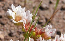 Image of Sedum chihuahuense S. Wats.