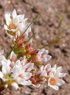 Image of Sedum chihuahuense S. Wats.