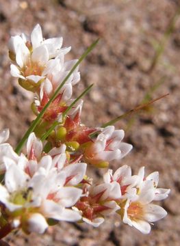 Sedum chihuahuense S. Wats. resmi