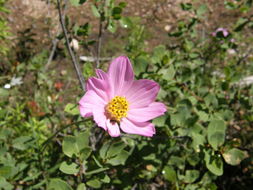 Image of Cosmos palmeri Robinson