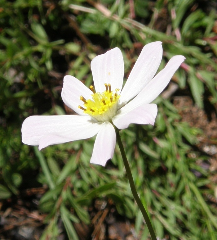 Image of Cosmos palmeri Robinson