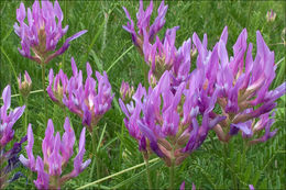 Imagem de Astragalus onobrychis L.