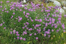 Imagem de Astragalus onobrychis L.