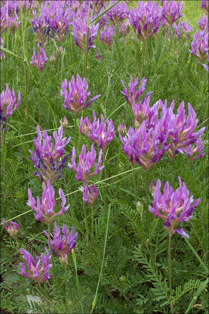 Image of Astragalus onobrychis L.