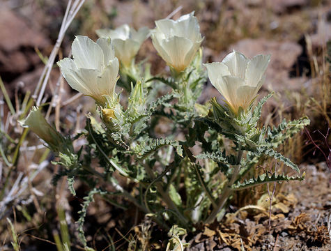 Image of whitebract blazingstar