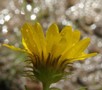 Image of <i>Machaeranthera stenoloba</i>