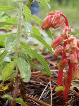 Image of <i>Monotropa hypopitys</i>