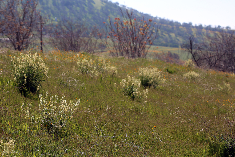 Imagem de Astragalus oxyphysus A. Gray