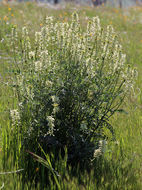 Sivun Astragalus oxyphysus A. Gray kuva