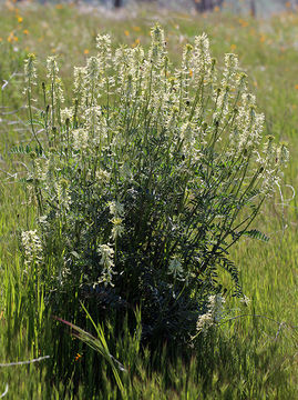 Image de Astragalus oxyphysus A. Gray