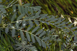 Imagem de Astragalus oxyphysus A. Gray