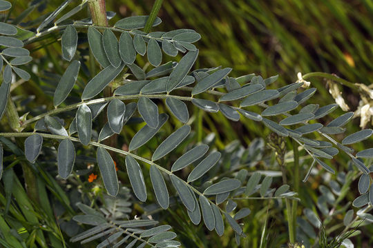 Image de Astragalus oxyphysus A. Gray