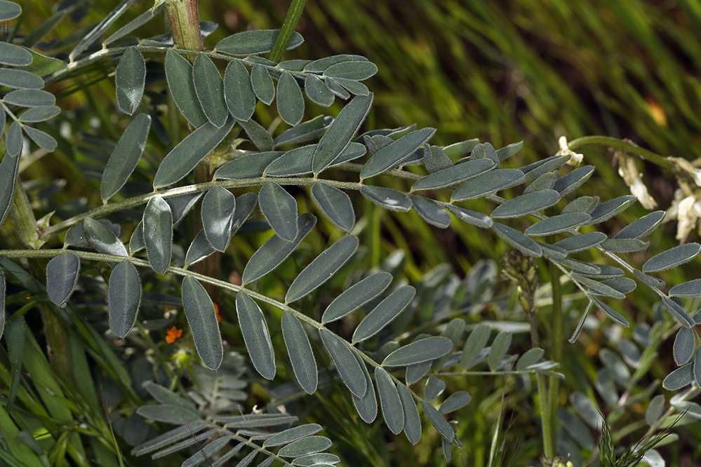 Imagem de Astragalus oxyphysus A. Gray