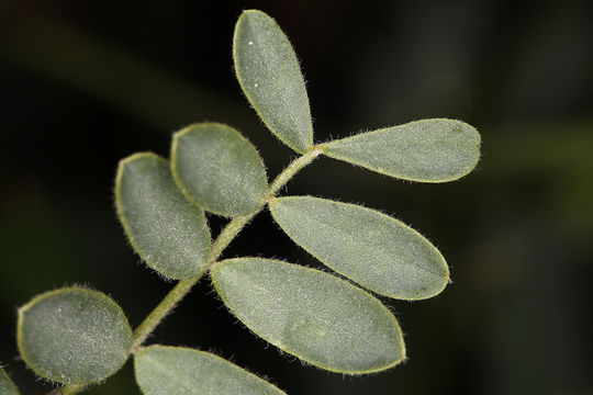 Sivun Astragalus oxyphysus A. Gray kuva