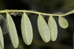 Sivun Astragalus oxyphysus A. Gray kuva