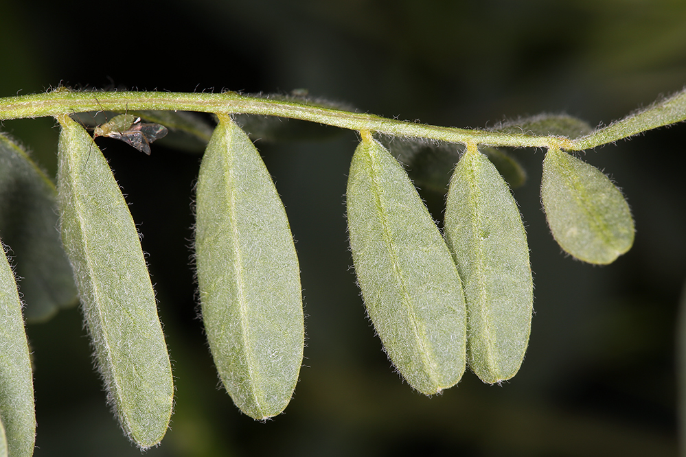 Imagem de Astragalus oxyphysus A. Gray