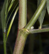 Sivun Astragalus oxyphysus A. Gray kuva