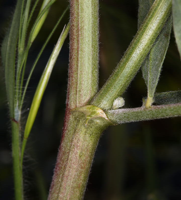 Imagem de Astragalus oxyphysus A. Gray