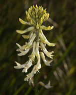 Imagem de Astragalus oxyphysus A. Gray