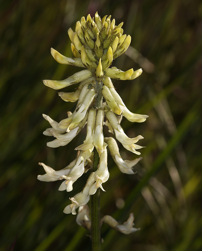 Sivun Astragalus oxyphysus A. Gray kuva