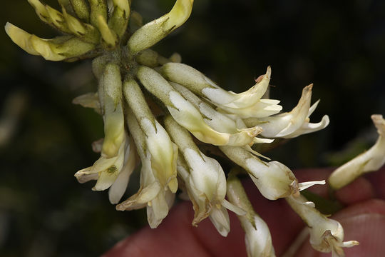 Sivun Astragalus oxyphysus A. Gray kuva