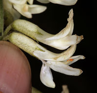 Imagem de Astragalus oxyphysus A. Gray