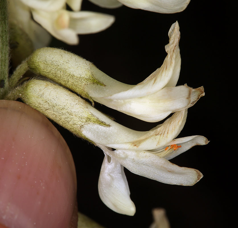 Sivun Astragalus oxyphysus A. Gray kuva