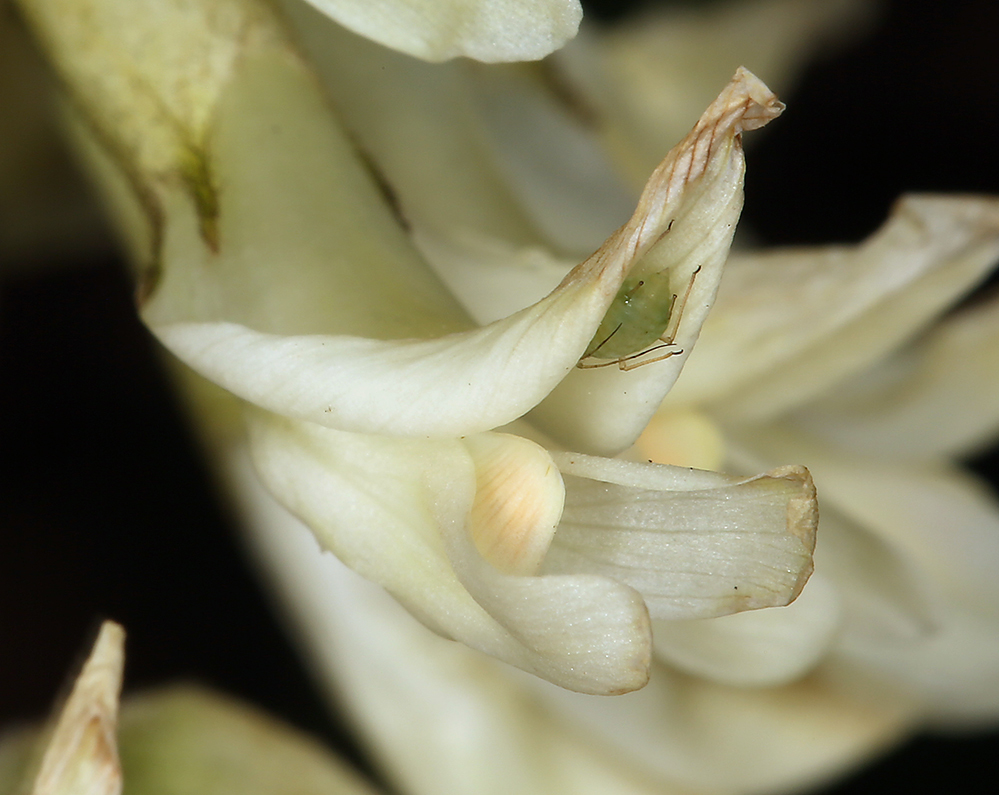 Sivun Astragalus oxyphysus A. Gray kuva