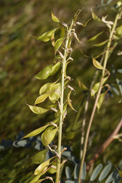 Image de Astragalus oxyphysus A. Gray