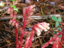 Image de <i>Monotropa hypopitys</i>