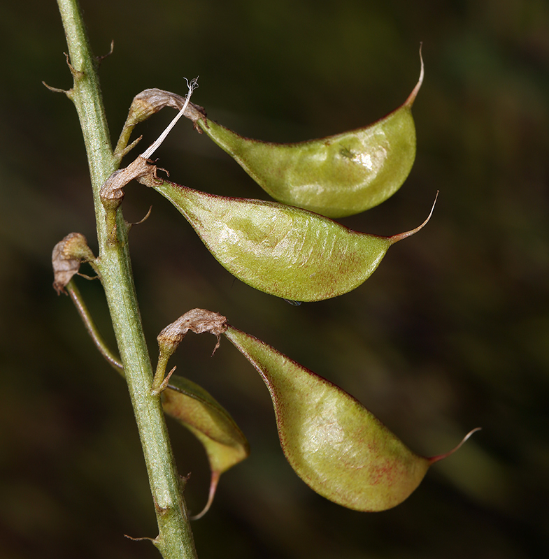 Image de Astragalus oxyphysus A. Gray