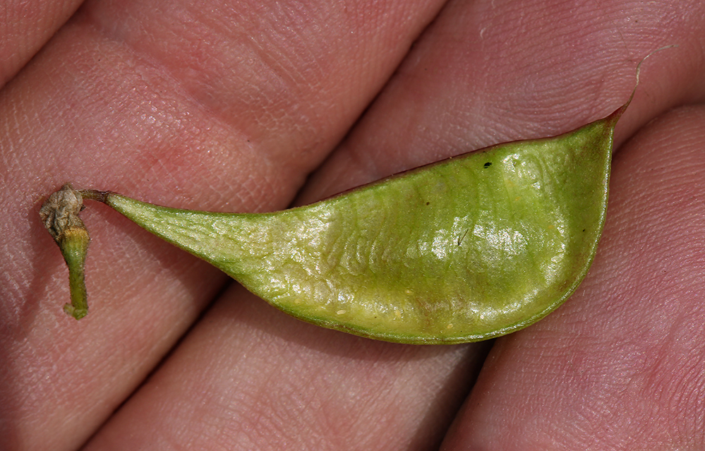 Image de Astragalus oxyphysus A. Gray