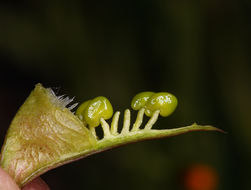 Image de Astragalus oxyphysus A. Gray