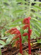 Image de <i>Monotropa hypopitys</i>