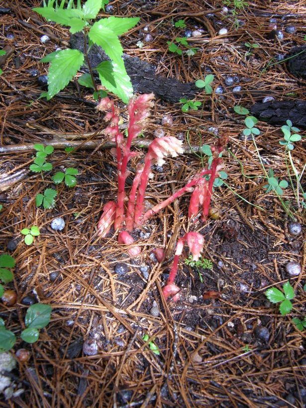 Image de <i>Monotropa hypopitys</i>