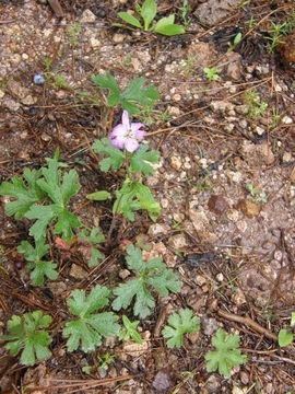 Sivun Geranium mexicanum Kunth ex Humb., Bonpl. & Kunth kuva