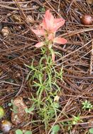 Image of Castilleja stenophylla M. E. Jones