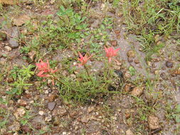 Image of Castilleja stenophylla M. E. Jones