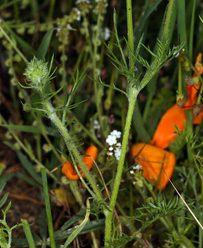 Image of bluehead gilia