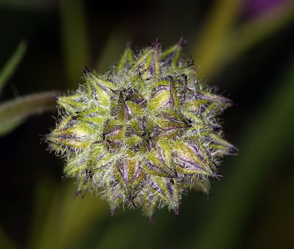 Image of bluehead gilia